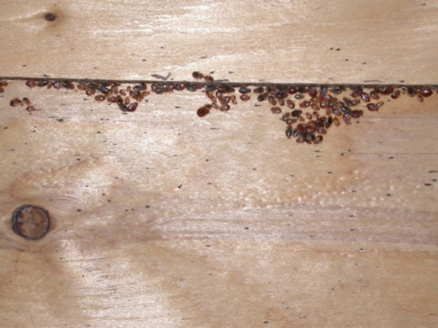 Bed bugs gathering along the crack between two wooden boards.